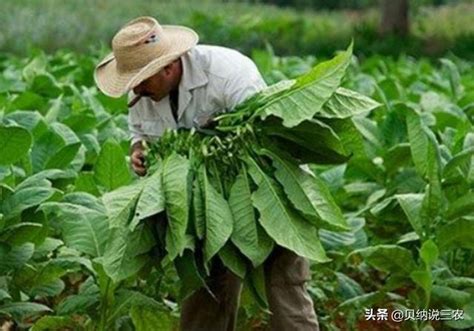 土煙頭功效|山煙草的功效與作用 